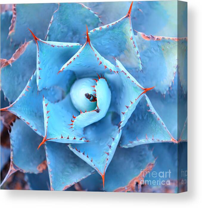 Small Canvas Print featuring the photograph Sharp Pointed Agave Plant Leaves by Asharkyu