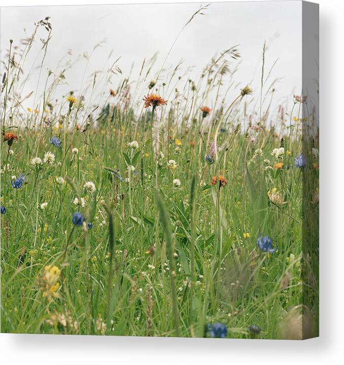 Close-up Canvas Print featuring the digital art Spring Flowers In Meadow by Tim Hall