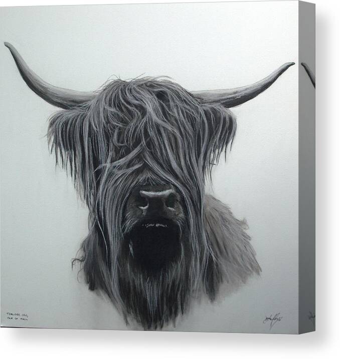 Highland Cow Scottish Scotland Charcoal Portrait Drawing Painting Farm Islands Mull Isle Of Hebrides Cattle Coo Torloisk Tobermory Animal Pet Canvas Print featuring the pastel Torloisk Cow Isle Of Mull by Aaron De la Haye