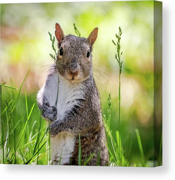 Squirrel Canvas Print featuring the photograph Little squirrel #1 by Lilia S