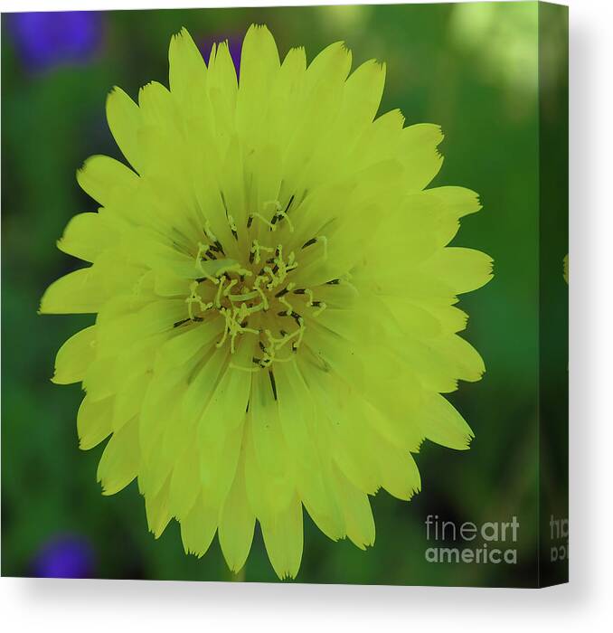 Dandelion Canvas Print featuring the photograph Yellow Dandelion #1 by D Hackett