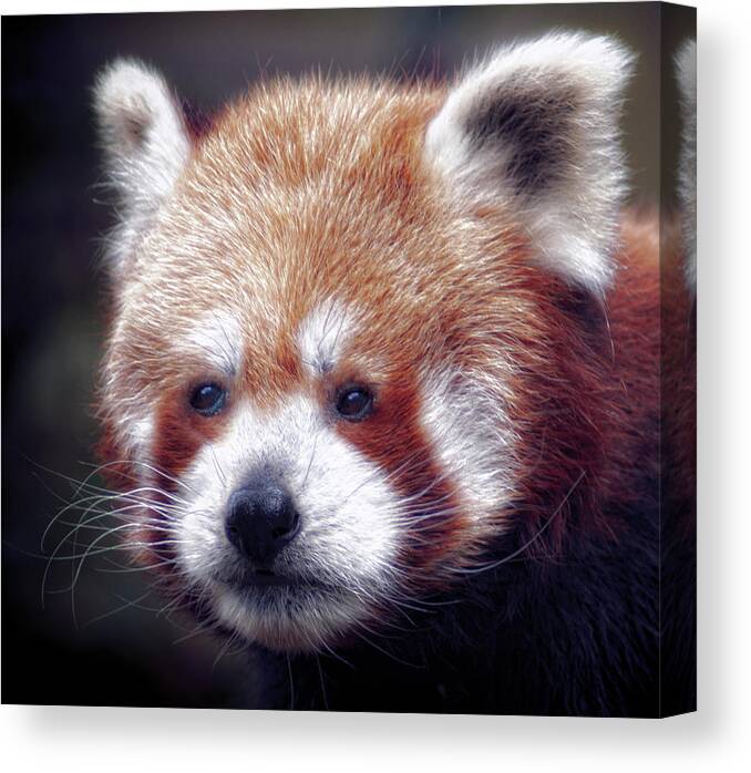 Red Canvas Print featuring the photograph Red Panda #3 by Chris Boulton