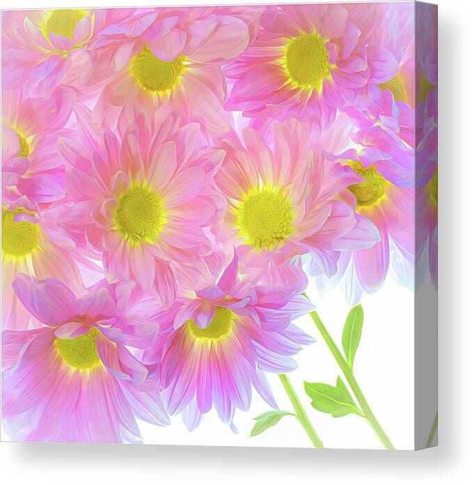 Pink Canvas Print featuring the photograph A Bundle of Pink Mums by Sylvia Goldkranz