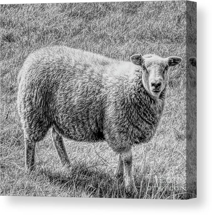 Monochrome Canvas Print featuring the photograph A monochrome sheep by Pics By Tony