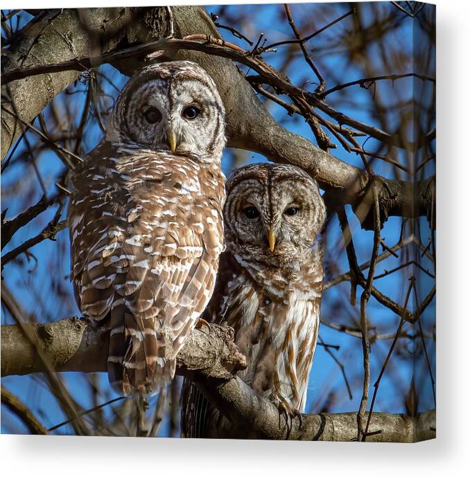 Animal Canvas Print featuring the photograph Barred Owl Pair by Brian Shoemaker