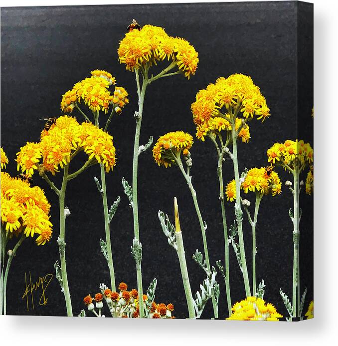 Bee Canvas Print featuring the photograph Bee On Flower by DC Langer