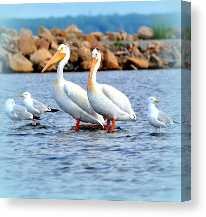  Canvas Print featuring the photograph Bird Bay by Kimberly Woyak