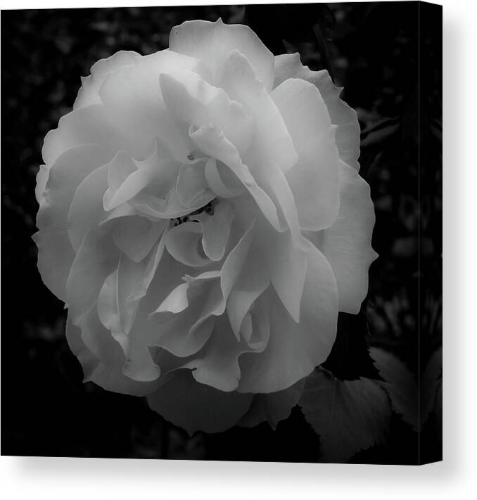 Flower Canvas Print featuring the photograph Black and White by Anamar Pictures