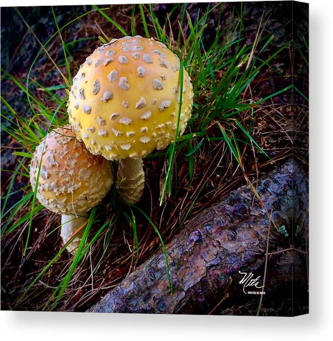 Pair Of Mushrooms In The Forest Canvas Print featuring the photograph Buddies by Meta Gatschenberger