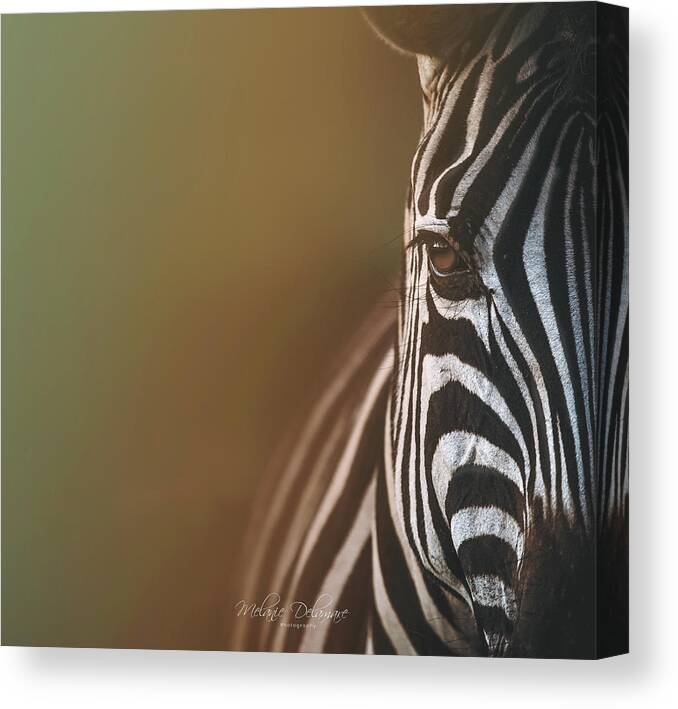  Canvas Print featuring the photograph Colorful Zebra by Melanie Delamare