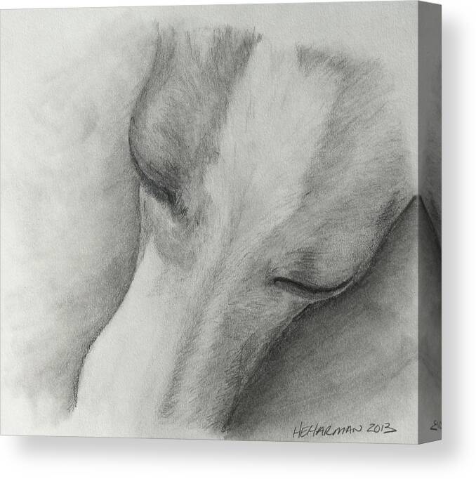 Italian Greyhound Canvas Print featuring the drawing Comfy by Heather E Harman