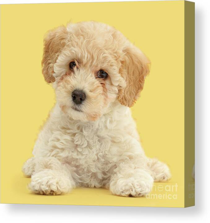 Cute Canvas Print featuring the photograph Cute Poochon puppy by Warren Photographic