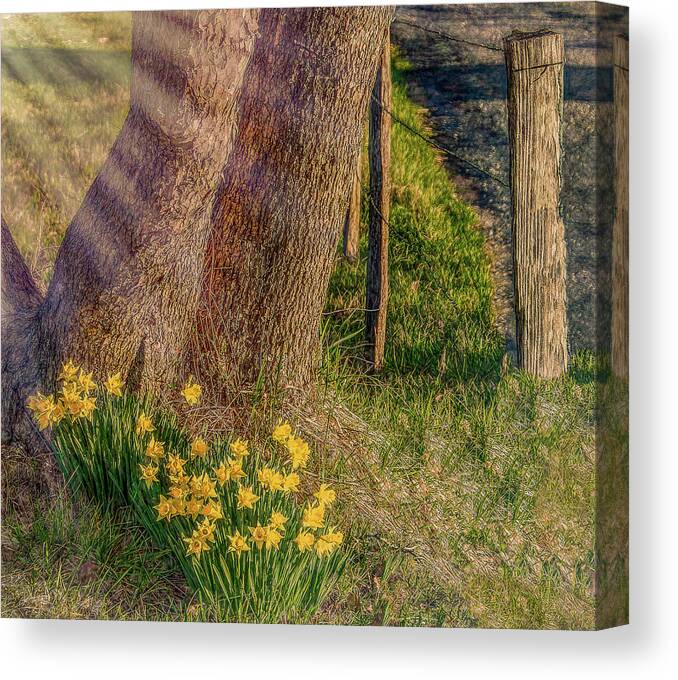 Daffodils Canvas Print featuring the photograph Daffodils By The Fence by Marcy Wielfaert