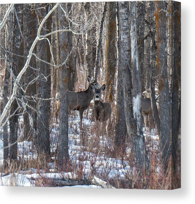 Deer Canvas Print featuring the photograph Deer In Winter Woods by Karen Rispin
