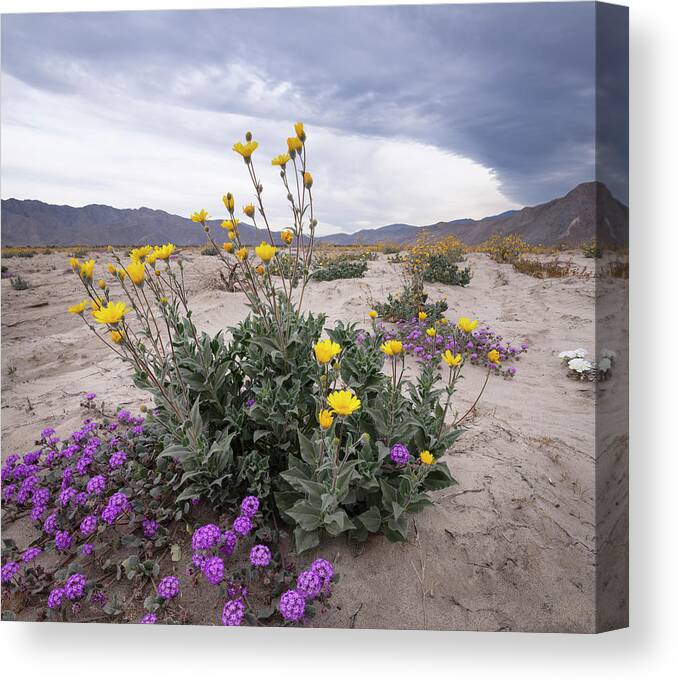 San Diego Canvas Print featuring the photograph Desert Verbena Underneath a Sunflower in the Borrego Desert by William Dunigan