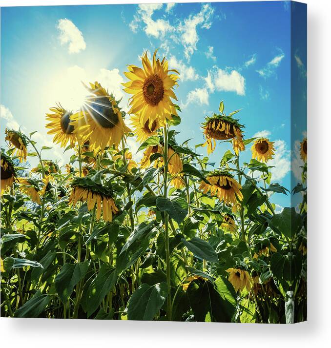 Sunflower Canvas Print featuring the photograph Face the Future by Ada Weyland