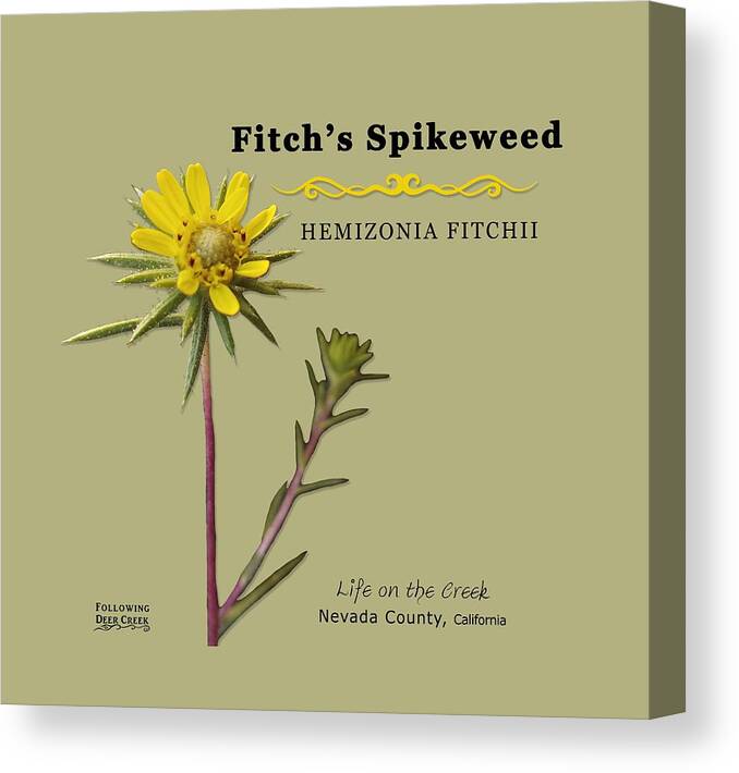 Fitch's Spikeweed Canvas Print featuring the digital art Fitch's Spikeweed Hemizonia Fitchi by Lisa Redfern