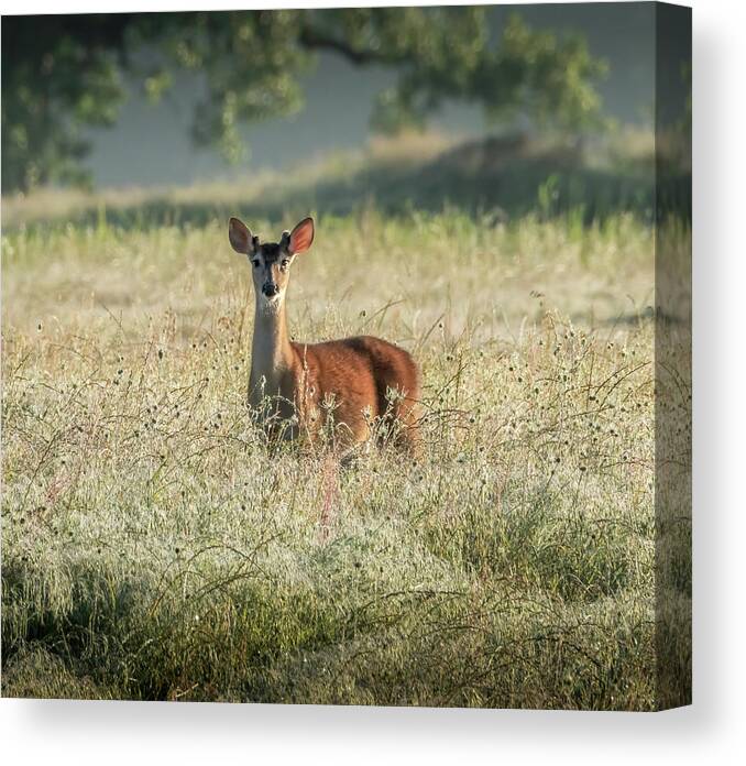 Whitetail Deer Canvas Print featuring the photograph Good Morning, Human by Lee Manns