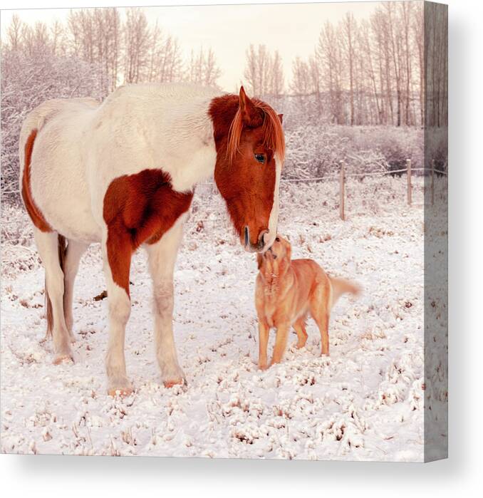2020-12-08 Canvas Print featuring the photograph Gracie And Horse by Phil And Karen Rispin