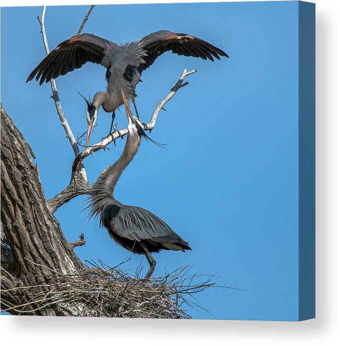 Stillwater Wildlife Refuge Canvas Print featuring the photograph Great Blue Heron 19 by Rick Mosher