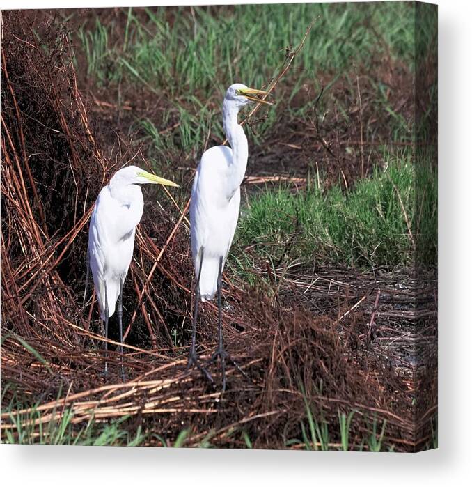 Animal Wildlife Canvas Print featuring the photograph Great Egret's by Dennis Boyd