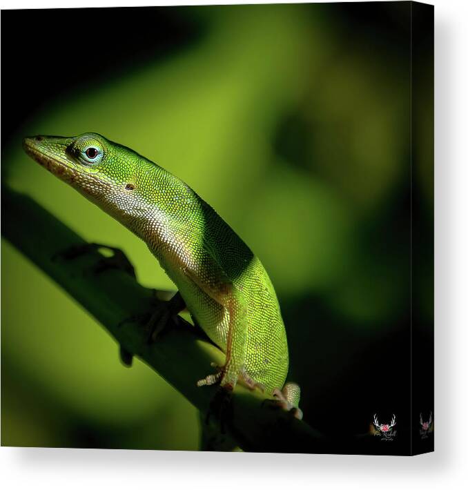 Green Canvas Print featuring the photograph Green Lizard by Pam Rendall