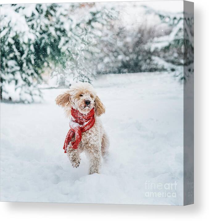 Dog Canvas Print featuring the photograph Happy little dog with red scarf playing in the snow. by Jelena Jovanovic