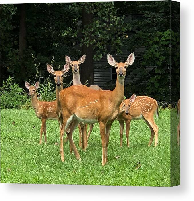 Deer Canvas Print featuring the photograph Hope's Family by Claude Taylor