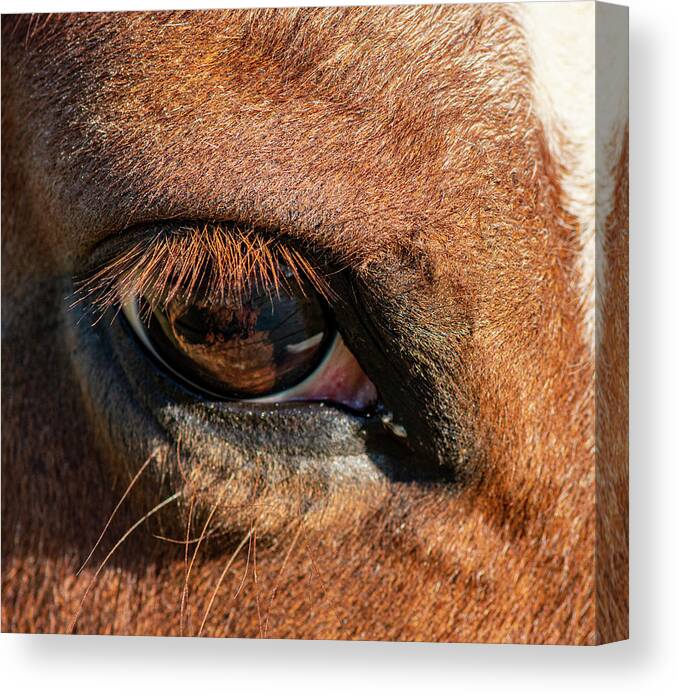 Horse Canvas Print featuring the photograph Horse Eye Close Up by Karen Rispin