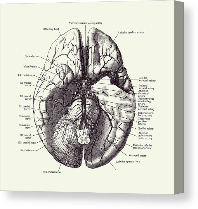 Human Brain Diagram - Anatomy Poster 2 Canvas Print / Canvas Art by ...