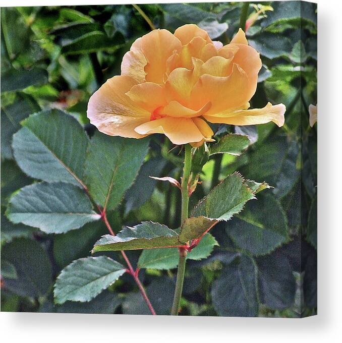 Rose Canvas Print featuring the photograph Late Summer Yellow Rose by Janis Senungetuk