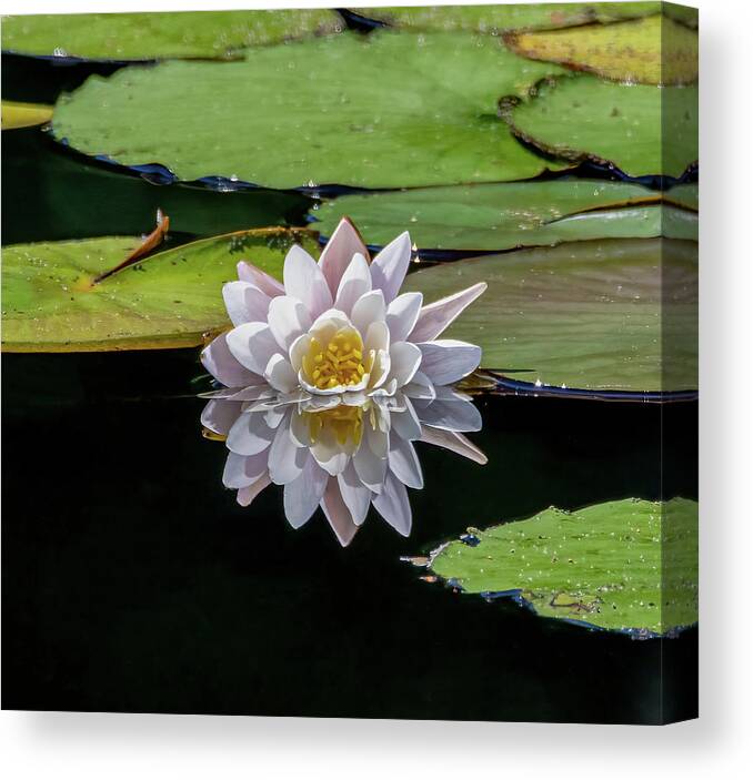 Aquatic Canvas Print featuring the photograph Lily Reflection by Brian Shoemaker