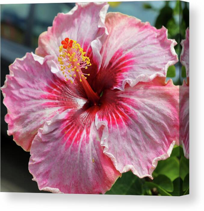 Hibiscus Canvas Print featuring the photograph Lotta Pink by Tony Spencer