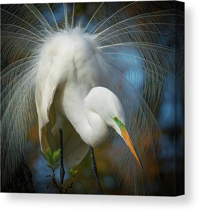 Birds Canvas Print featuring the photograph Love In The Air by Sylvia Goldkranz