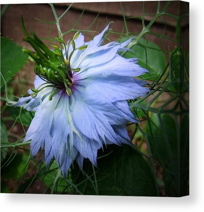 Flower Canvas Print featuring the photograph Love In The Mist by Gemma Reece-Holloway
