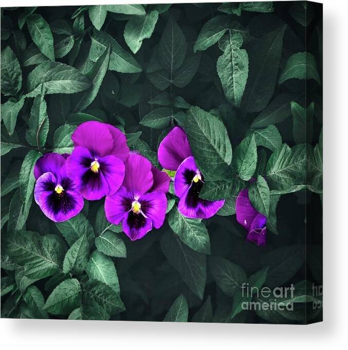 Art Canvas Print featuring the photograph Pansies In Leaves by Jeannie Rhode