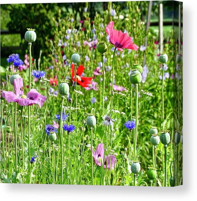 Flowers Canvas Print featuring the photograph Poppies by Catherine Arcolio