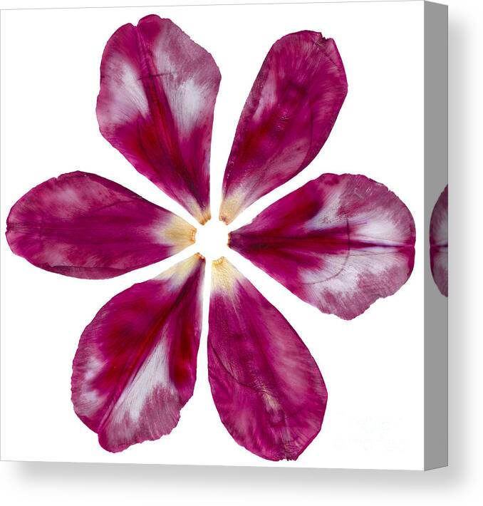 Pink Canvas Print featuring the photograph Pressed Pink Tulip Petals by Michelle Bien
