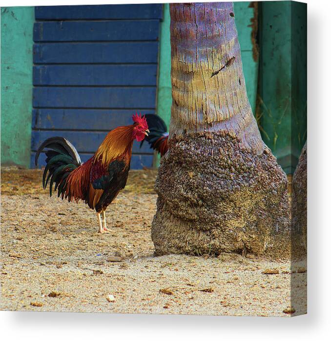 Rooster Canvas Print featuring the photograph Rooster Crowing at a Tree by Roberta Byram