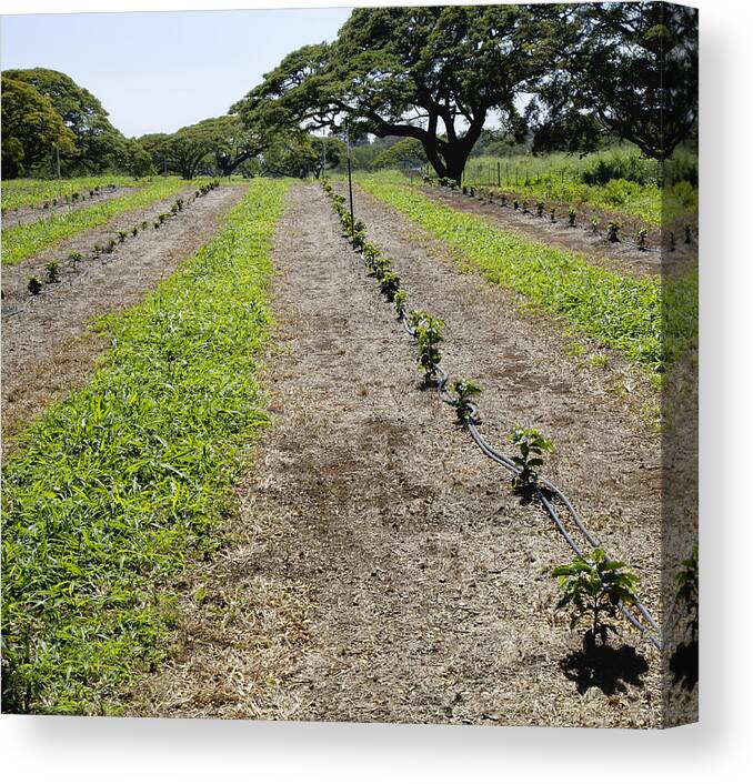 Tranquility Canvas Print featuring the photograph Rows of young coffee trees by Timothy Hearsum
