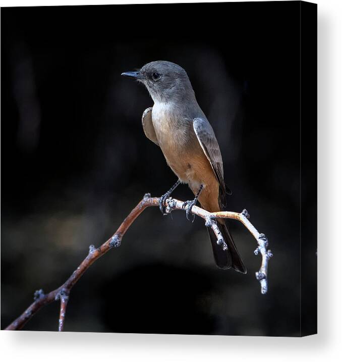 Small Bird Canvas Print featuring the photograph Say's Phoebe 6162-102020-2 by Tam Ryan