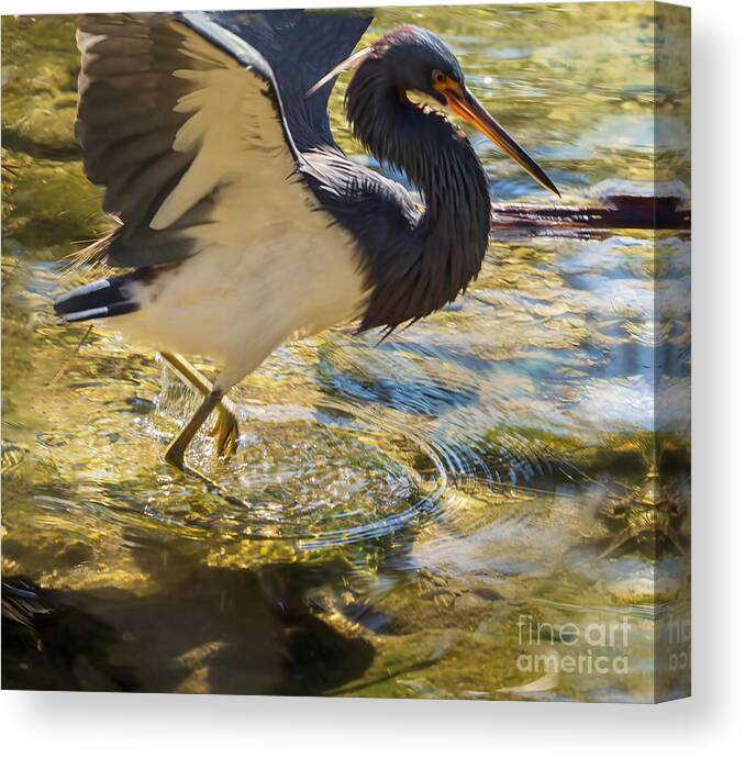 Tricolor Heron Canvas Print featuring the photograph Tricolored Heron Doing the Dance at Sarasota Jungle Gardens by L Bosco