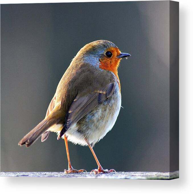 Winter Sunshine Canvas Print featuring the photograph Winter Sunshine Robin Redbreast by Neil R Finlay