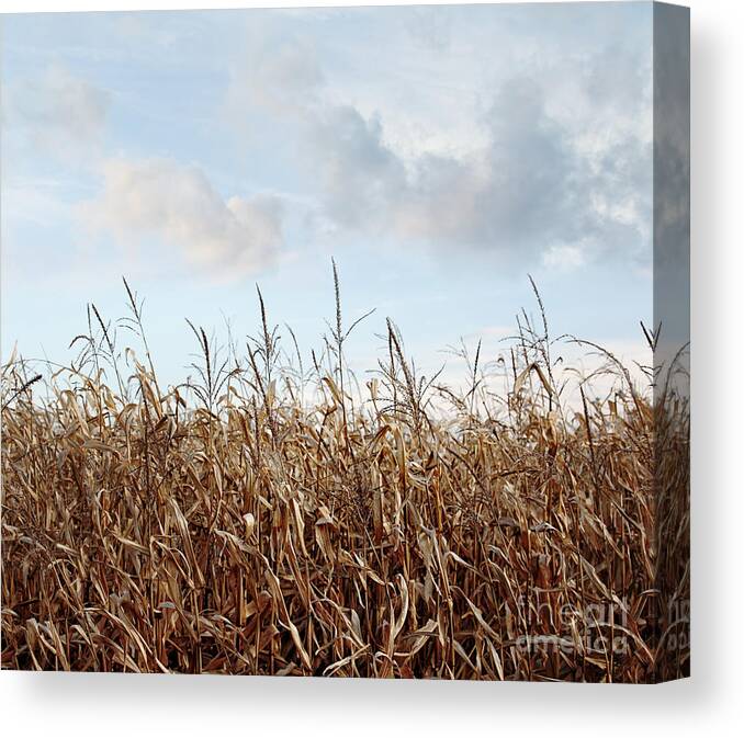 Corn Canvas Print featuring the photograph Closeup of corn stalks #1 by Sandra Cunningham