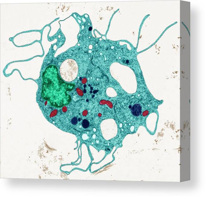 Cell Canvas Print featuring the photograph Fibroblast #1 by Steve Gschmeissner