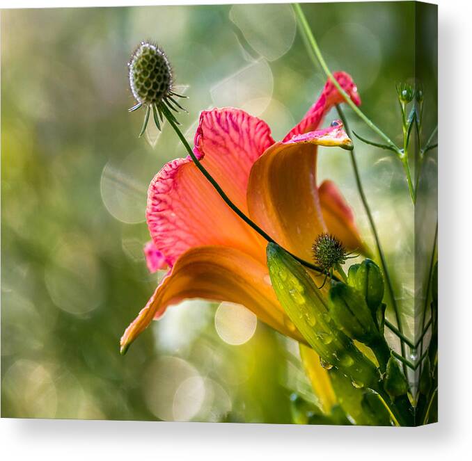 Flower Canvas Print featuring the photograph Morning Has Broken #1 by Mary Amerman