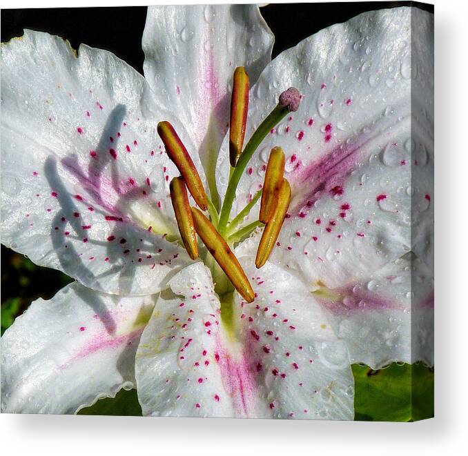 Lily Canvas Print featuring the photograph Stargazer Lily #1 by Lynn Bolt