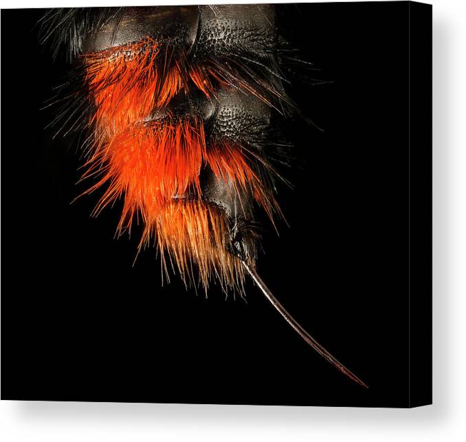 Velvet Ant Canvas Print featuring the photograph Velvet Ant #1 by Us Geological Survey
