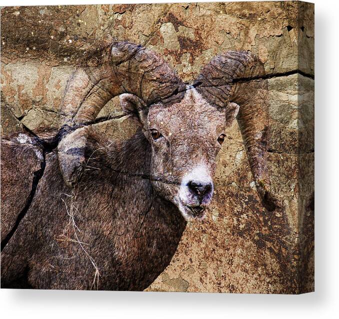 Bighorn Sheep Canvas Print featuring the photograph Bighorn Rock #1 by Steve McKinzie