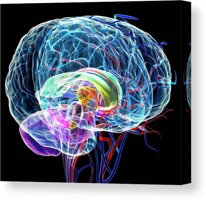 Anatomical Canvas Print featuring the photograph Brain Anatomy #2 by Roger Harris